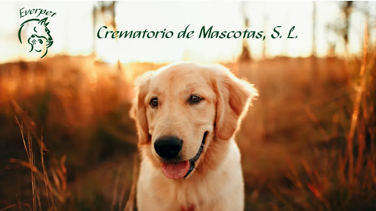 Golden Retriever feliz en campo al atardecer, imagen corporativa de Everpet Crematorio de Mascotas Collado Villalba Madrid
