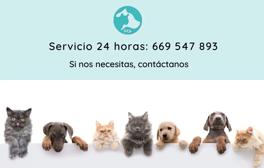 Servicio 24 horas Recordarte y Sonreír crematorio mascotas Getafe Madrid, teléfono de contacto con cachorros y gatitos