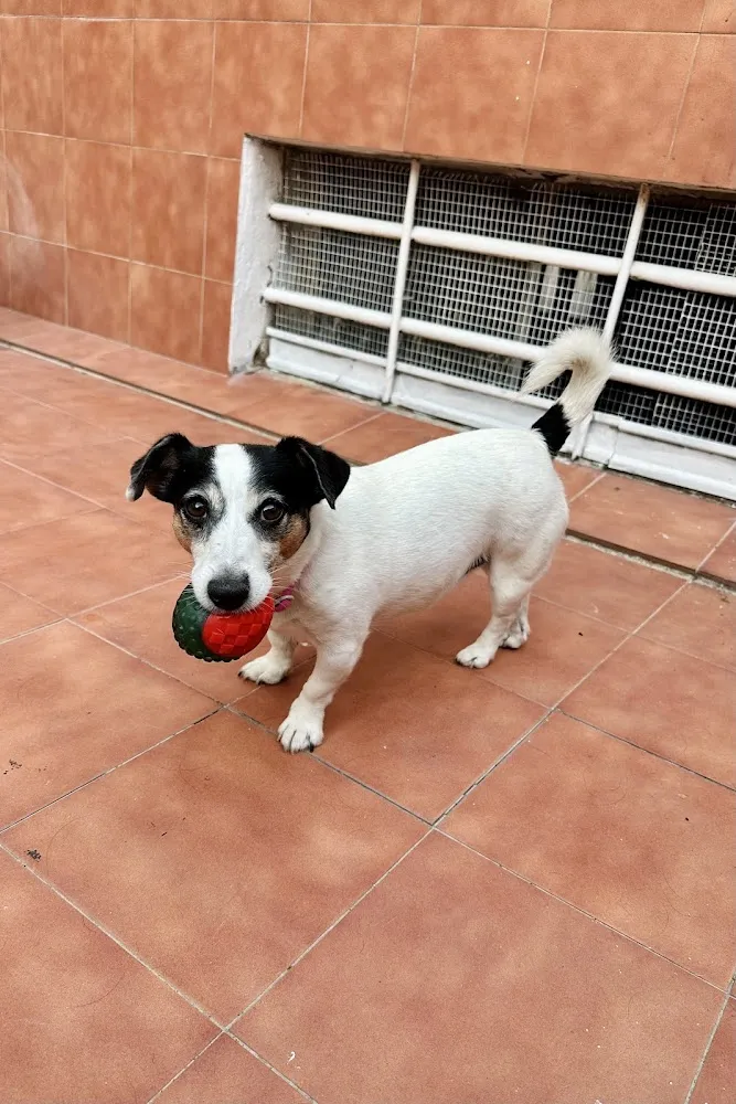 Incivet Tanatorio Crematorio de Mascotas