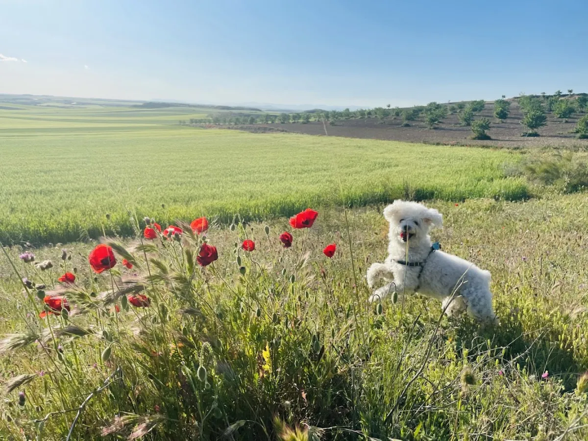 Perro blanco entre amapolas rojas en campo abierto cerca de Esquivias, Toledo - Tanatorio Semper Fidelis