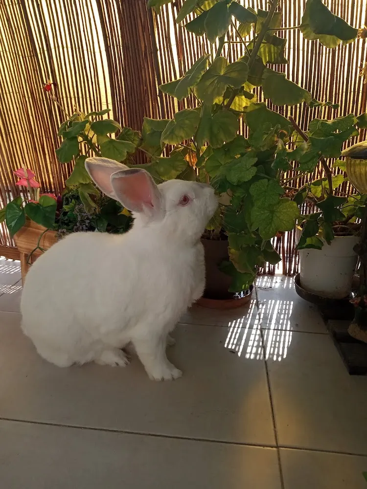 Conejo blanco de ojos rojos junto a plantas en interior con luz cálida, El Último Paseo Ciempozuelos