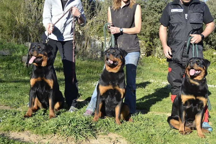 Tres perros Rottweiler sentados en el jardín del Centro Canino Berquir en Añorbe, Navarra