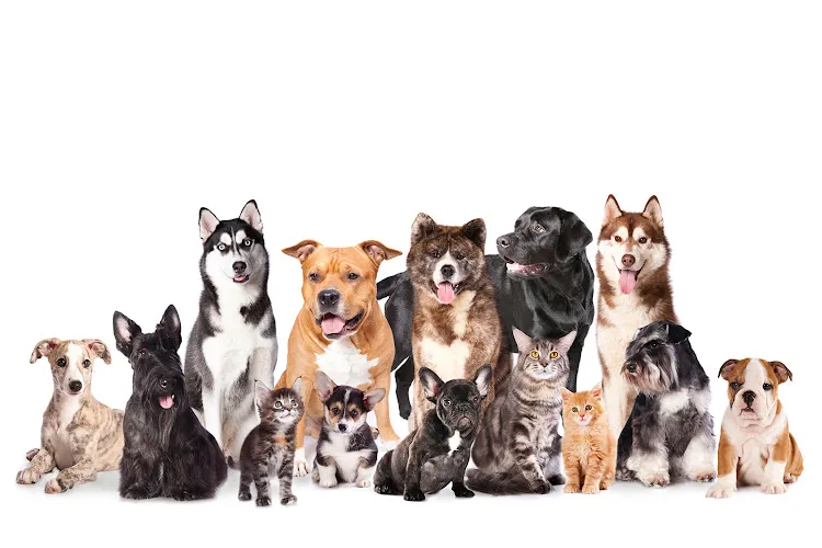 Crematorio de mascotas | Infinity Pet S.L