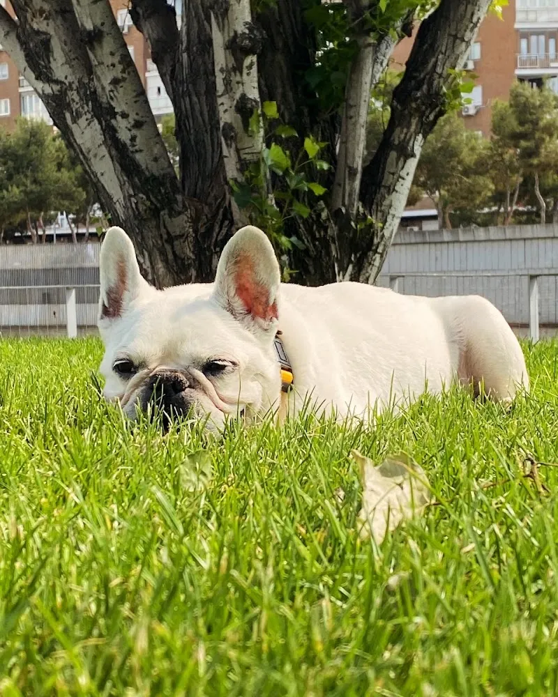 Bulldog francés blanco descansando en el césped de un parque en Madrid