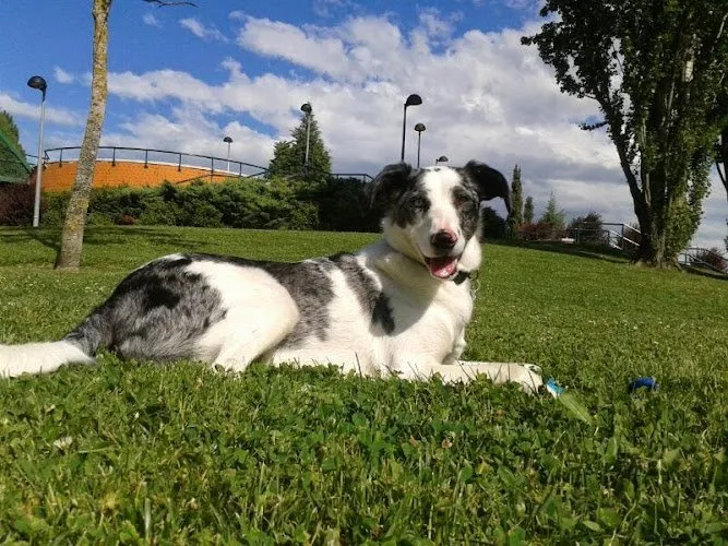 Perro border collie descansando en parque verde, imagen de mascota para Crematorio DUIN Esquíroz Navarra
