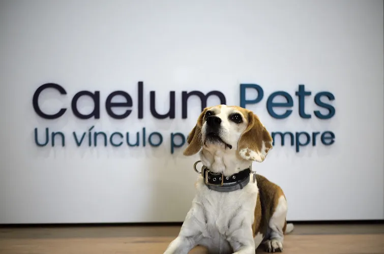Logo de Caelum Pets | Tanatorio y Crematorio de mascotas en Madrid
