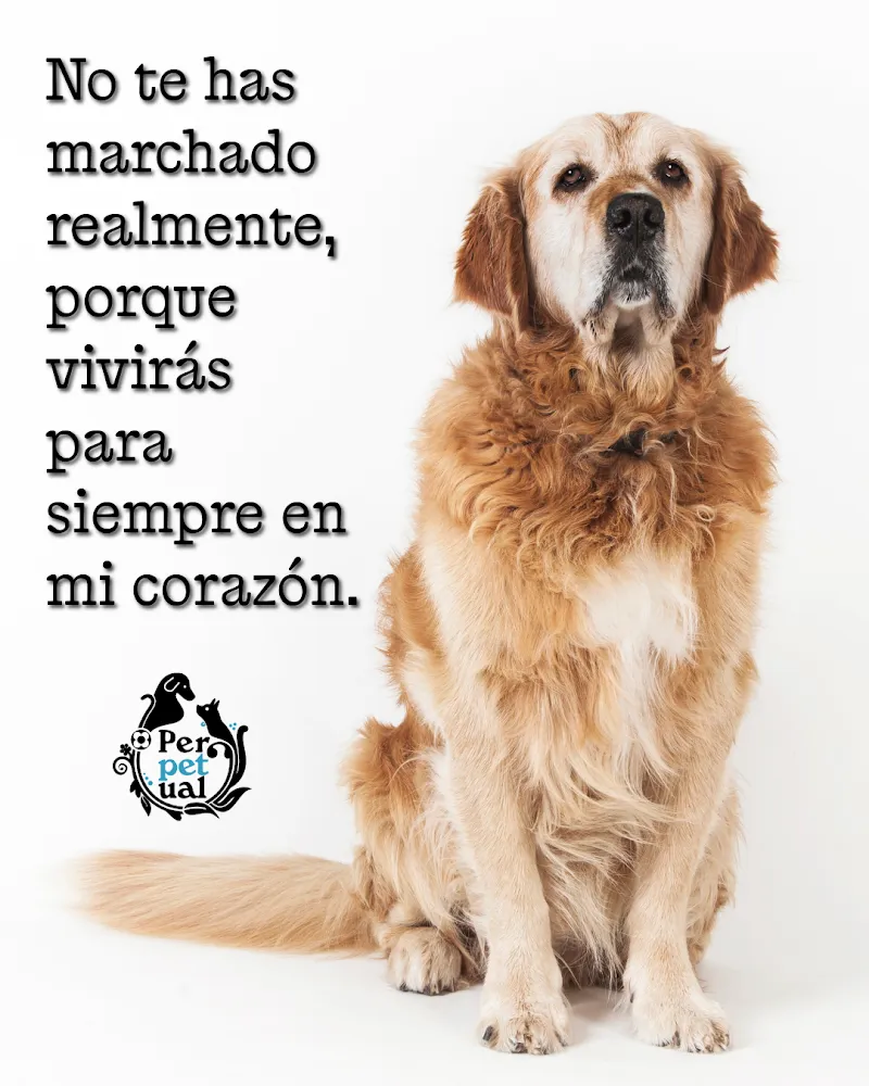 Perpetual Crematorio de Mascotas (antiguo Incicán)