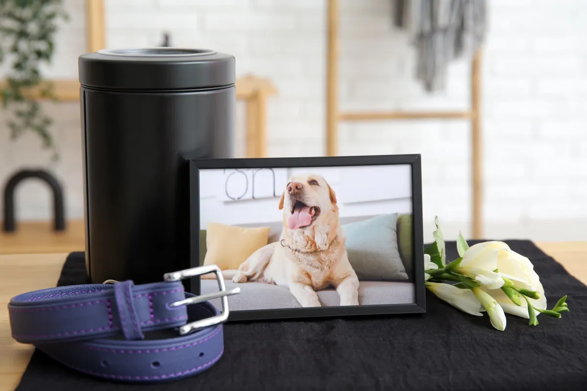 Urna funeraria, collar, foto enmarcada y flores blancas en memoria de mascota en PIP Galicia, O Porriño
