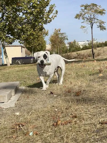 Perro blanco corriendo en parque al aire libre cerca de Fune Mascotas Madrid Centro