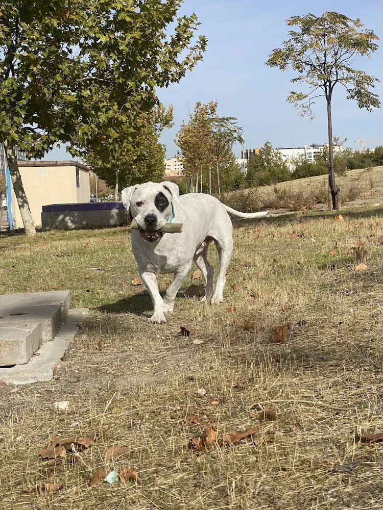 Perro blanco jugando con un palo en un parque urbano de Madrid cerca de Fune Mascotas