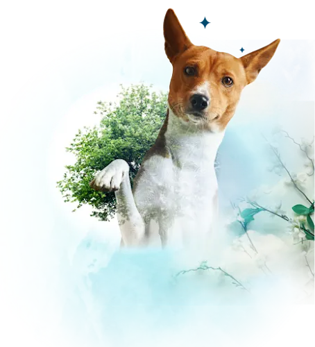 Perro Basenji con naturaleza y árboles en imagen artística de Bosque del Silencio Getafe Madrid