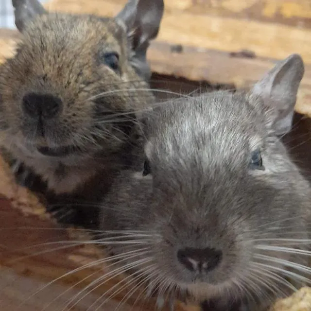 Dos degús o pequeños roedores domésticos juntos, mascotas que pueden ser incineradas en Fune Mascotas Alicante