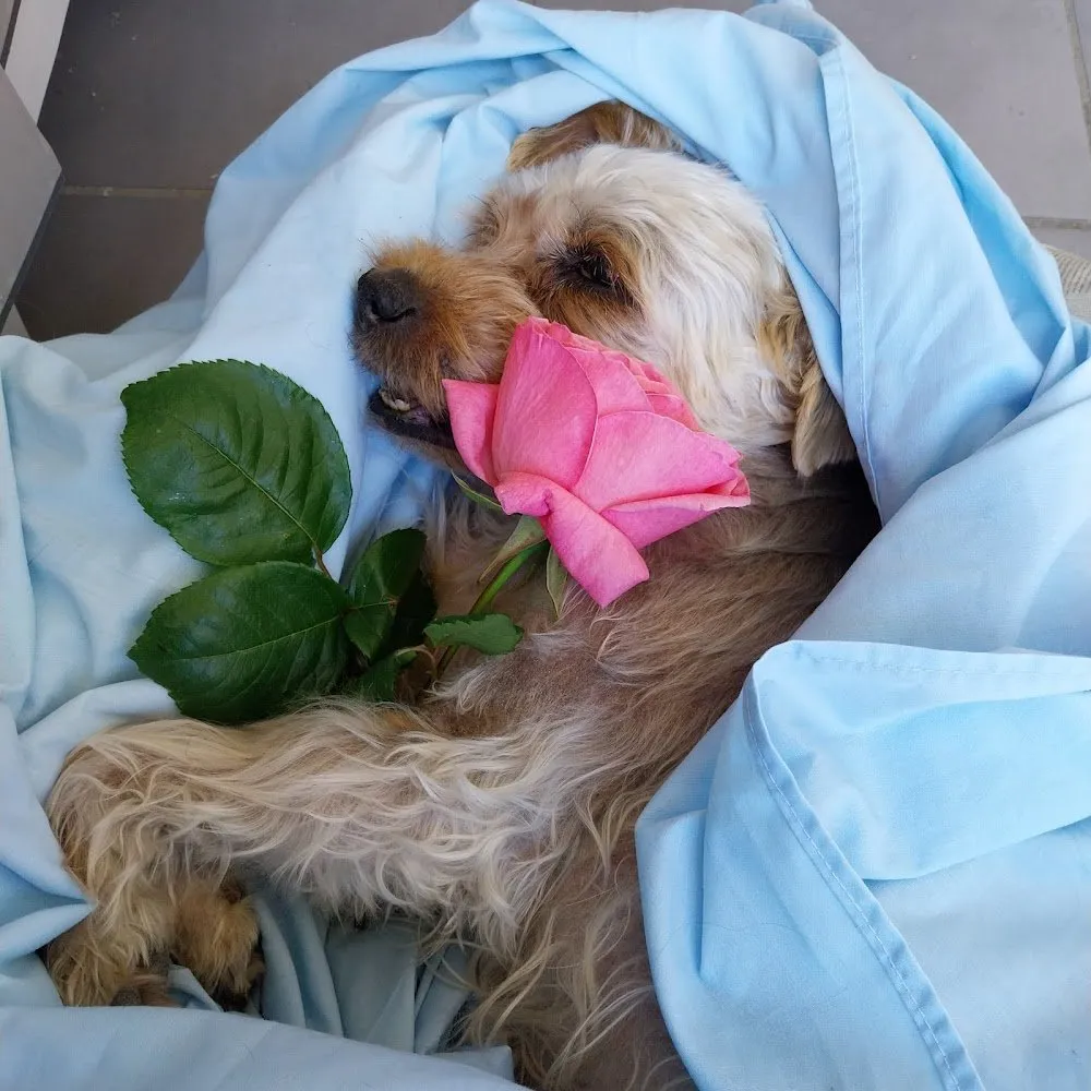Perro con rosa rosa entre mantas azules en Fune Mascotas Rivas-Vaciamadrid, Madrid